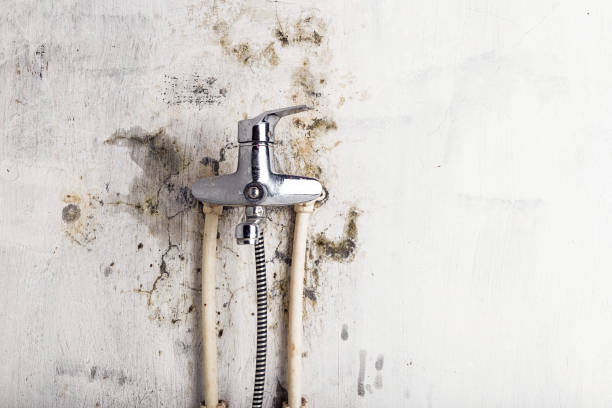 Best Professional Mold Removal  in Alb, IA