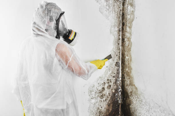 Attic Mold Removal in Albia, IA