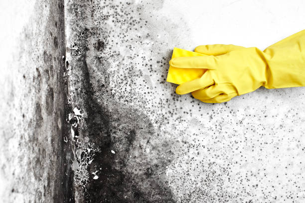 Mold Testing and Removal in Albia, IA