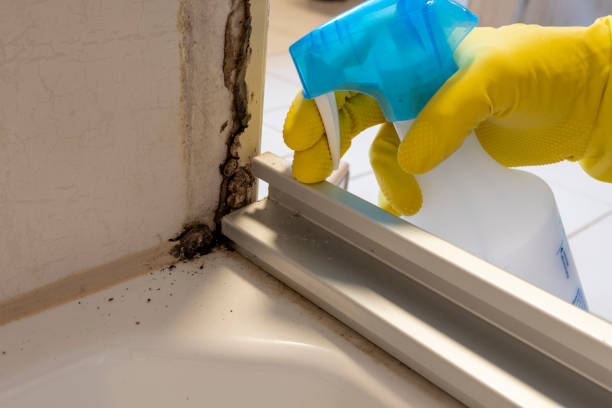 Best Mold Removal Company Near Me  in Alb, IA