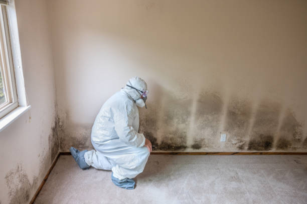 Best Commercial Mold Removal  in Alb, IA