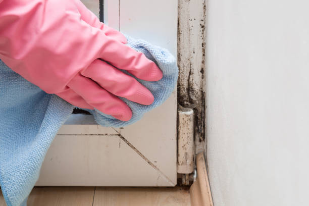 Best Local Mold Removal Service  in Alb, IA